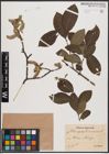 Foto von Salix caprea L. x Salix cinerea L.